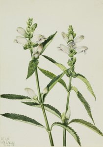 Turtlehead Chelone glabra, 1926. af Mary Vaux Walcott