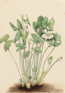 Tvillingeblad (Jeffersonia diphylla) af Mary Vaux Walcott
