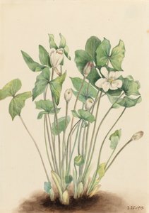 Twinleaf Jeffersonia diphylla, 1919. af Mary Vaux Walcott