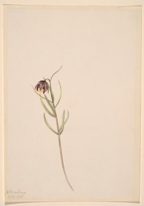 Uden titel - blomsterstudie af Mary Vaux Walcott