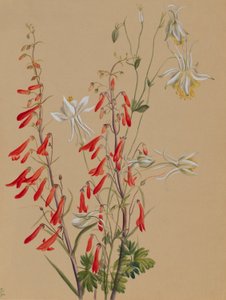 Uden titel - blomsterstudie af Mary Vaux Walcott