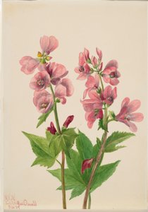 Uden titel - blomsterstudie af Mary Vaux Walcott