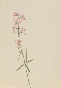 Uden titel - blomsterstudie af Mary Vaux Walcott