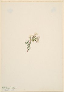 Uden titel - blomsterstudie af Mary Vaux Walcott