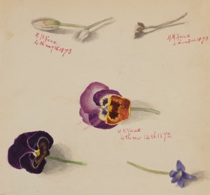 Uden titel - Blomsterstudie, 1873. af Mary Vaux Walcott