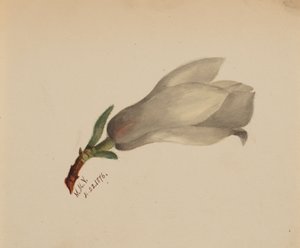 Uden titel - Blomsterstudie, 1876. af Mary Vaux Walcott