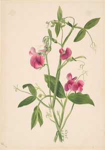 Uden titel - Blomsterstudie, 1879. af Mary Vaux Walcott
