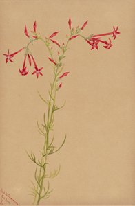 Uden titel - Blomsterstudie, 1883. af Mary Vaux Walcott