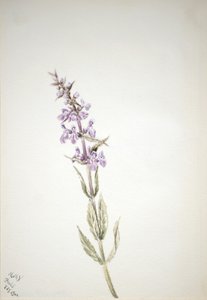 Uden titel--Flower Study, 1900. af Mary Vaux Walcott