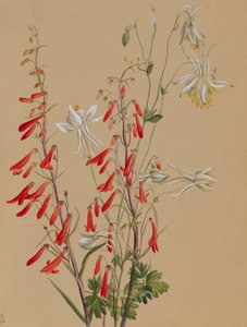 Uden titel--Flower Study, ca. 1883-1900. af Mary Vaux Walcott