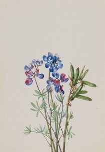 Uden titel--Flower Study, ca. 1900-1930. af Mary Vaux Walcott