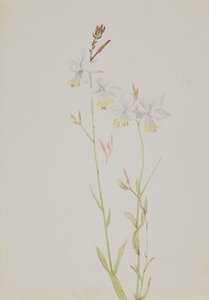 Uden titel--Flower Study, n.d. af Mary Vaux Walcott