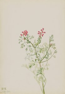 Uden titel--Plantestudie af Mary Vaux Walcott