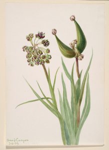 Uden titel--Plantestudie af Mary Vaux Walcott
