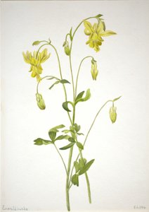 Uden titel--Plantestudie af Mary Vaux Walcott
