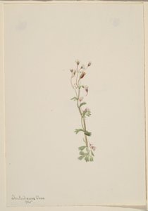 Uden titel--Plantestudie af Mary Vaux Walcott