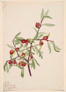 Uden titel--Plantestudie af Mary Vaux Walcott