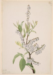 Uden titel--Plantestudie af Mary Vaux Walcott