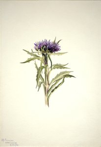 Uden titel--Plantestudie af Mary Vaux Walcott