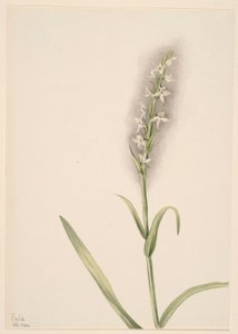 Uden titel--Plantestudie af Mary Vaux Walcott