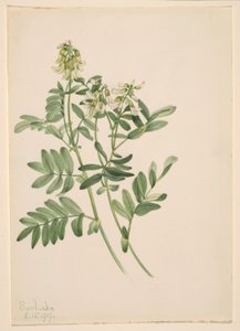 Uden titel--Plantestudie af Mary Vaux Walcott