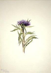 Uden titel - Plantestudie, 1904. af Mary Vaux Walcott