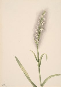 Uden titel--Plant Study, 1904. af Mary Vaux Walcott