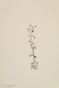 Uden titel - Plantestudie, 1905. af Mary Vaux Walcott