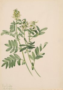 Uden titel - Plantestudie, 1919. af Mary Vaux Walcott