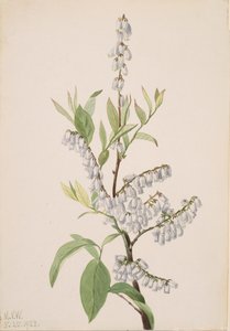 Uden titel--Plant Study, 1923. af Mary Vaux Walcott