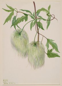 Uden titel--Plant Study, 1939. af Mary Vaux Walcott