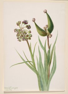 Uden titel--Plant Study, 1939. af Mary Vaux Walcott