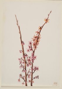 Uden titel--Plant Study, 1939. af Mary Vaux Walcott