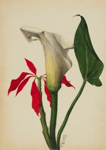 Uden titel (Calla Lily) af Mary Vaux Walcott