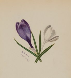 Uden titel (krokus) af Mary Vaux Walcott
