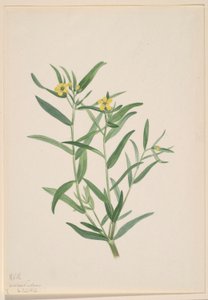 Uden titel (blomsterstudie) af Mary Vaux Walcott