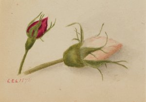 Uden titel (Rosenknopper) af Mary Vaux Walcott