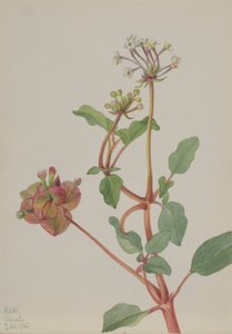 Uden titel (Tripterocalyx pedunculatus) af Mary Vaux Walcott