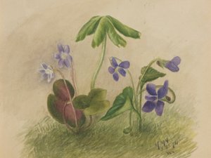 Uden titel af Mary Vaux Walcott