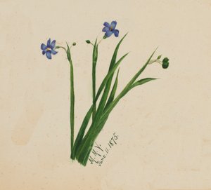 Uden titel, 1875. af Mary Vaux Walcott