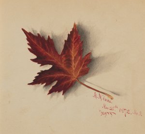 Uden titel efterårsblad, 1872. af Mary Vaux Walcott