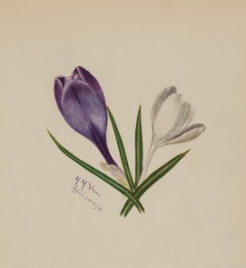 Uden titel krokus, 1874. af Mary Vaux Walcott