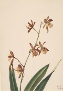 Unavngivet blomsterstudie, 1924. af Mary Vaux Walcott