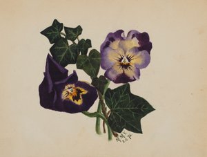 Uden titel Pansies and Ivy, 1876. af Mary Vaux Walcott