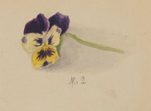 Uden titel stedmoderblomst, 1872. af Mary Vaux Walcott