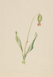 Uden titel Planteundersøgelse, ca. begyndelsen af 1930