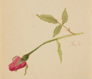 Uden titel Rose, 1872. af Mary Vaux Walcott