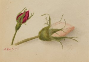 Uden titel Rosebuds, 1874. af Mary Vaux Walcott