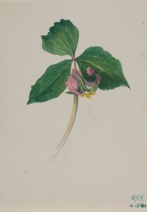 Uden titel, ca. 1920. af Mary Vaux Walcott
