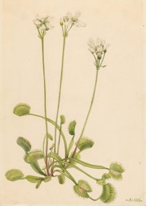 Venusfluefanger (Dionaea muscipula) af Mary Vaux Walcott
